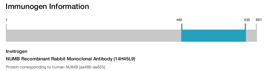 NUMB Recombinant Rabbit Monoclonal Antibody (14H45L9)