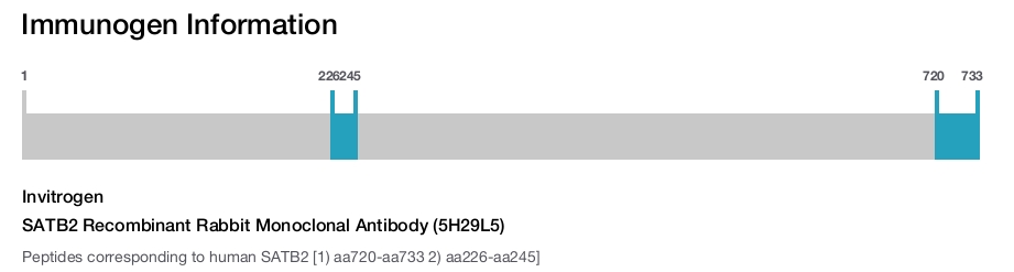 SATB2 Recombinant Rabbit Monoclonal Antibody (5H29L5)