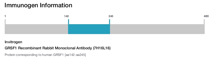 GRSF1 Recombinant Rabbit Monoclonal Antibody (7H16L16)
