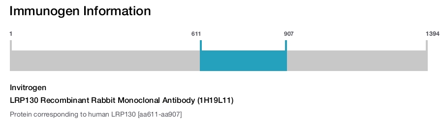 LRP130 Recombinant Rabbit Monoclonal Antibody (1H19L11)
