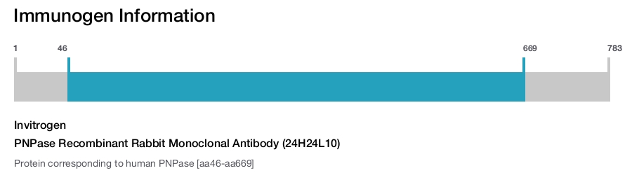 PNPase Recombinant Rabbit Monoclonal Antibody (24H24L10)