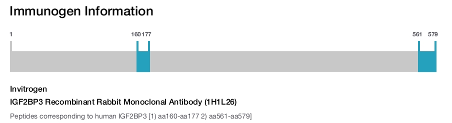 IGF2BP3 Recombinant Rabbit Monoclonal Antibody (1H1L26)