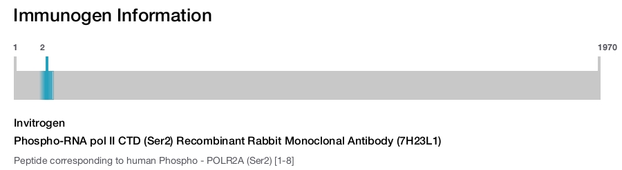 Phospho-RNA pol II CTD (Ser2) Recombinant Rabbit Monoclonal Antibody (7H23L1)