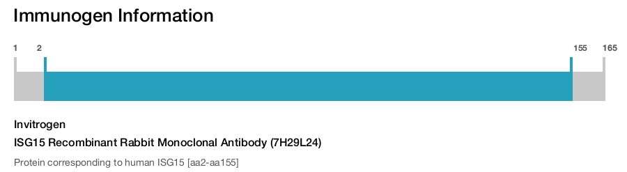 ISG15 Recombinant Rabbit Monoclonal Antibody (7H29L24)