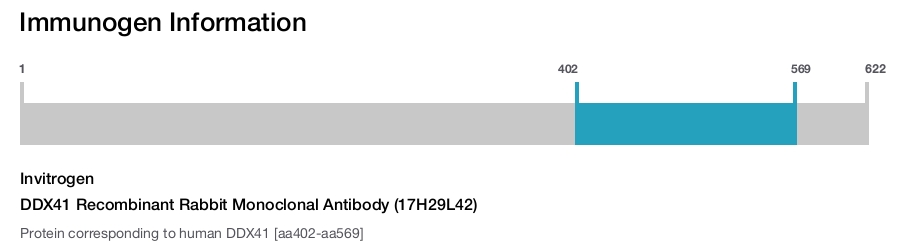 DDX41 Recombinant Rabbit Monoclonal Antibody (17H29L42)