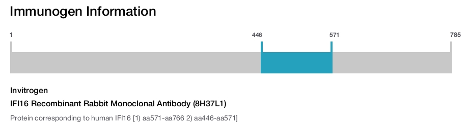 IFI16 Recombinant Rabbit Monoclonal Antibody (8H37L1)