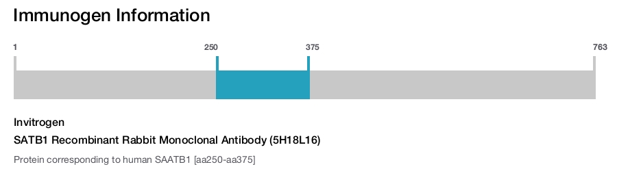 SATB1 Recombinant Rabbit Monoclonal Antibody (5H18L16)
