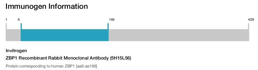 ZBP1 Recombinant Rabbit Monoclonal Antibody (5H15L56)