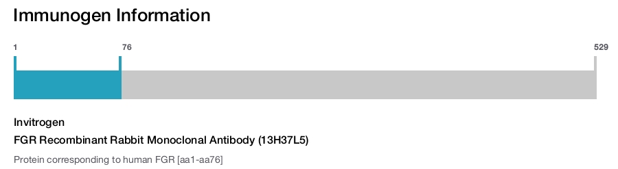 FGR Recombinant Rabbit Monoclonal Antibody (13H37L5)