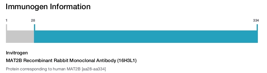 MAT2B Recombinant Rabbit Monoclonal Antibody (16H3L1)