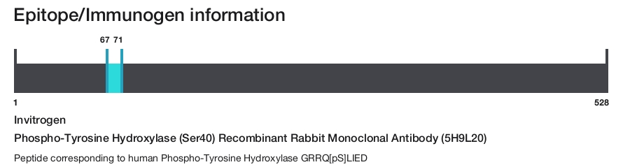 Phospho-Tyrosine Hydroxylase (Ser40) Recombinant Rabbit Monoclonal Antibody (5H9L20)