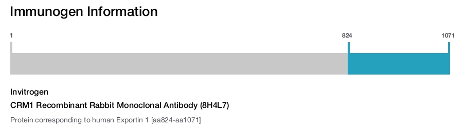 CRM1 Recombinant Rabbit Monoclonal Antibody (8H4L7)