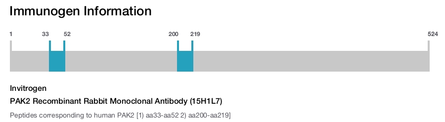 PAK2 Recombinant Rabbit Monoclonal Antibody (15H1L7)