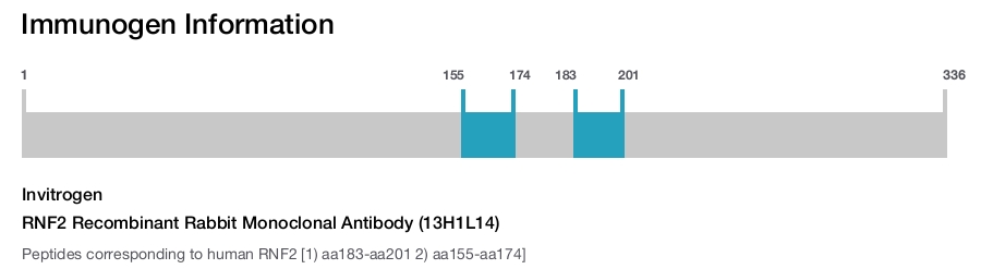 RNF2 Recombinant Rabbit Monoclonal Antibody (13H1L14)