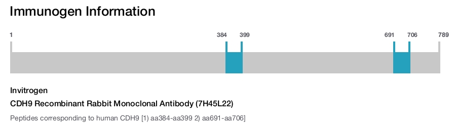 CDH9 Recombinant Rabbit Monoclonal Antibody (7H45L22)