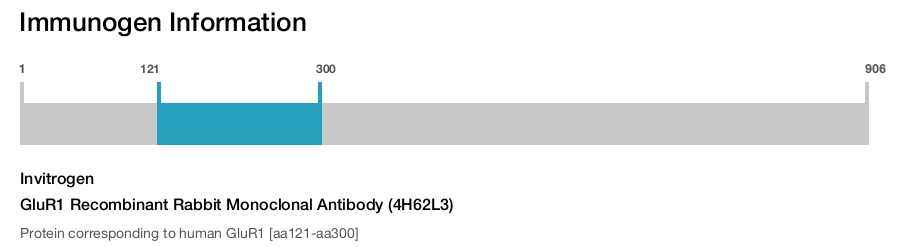 GluR1 Recombinant Rabbit Monoclonal Antibody (4H62L3)