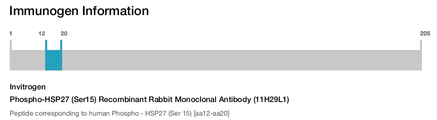 Phospho-HSP27 (Ser15) Recombinant Rabbit Monoclonal Antibody (11H29L1)