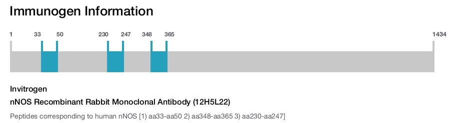 nNOS Recombinant Rabbit Monoclonal Antibody (12H5L22)
