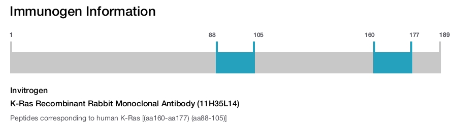 K-Ras Recombinant Rabbit Monoclonal Antibody (11H35L14)