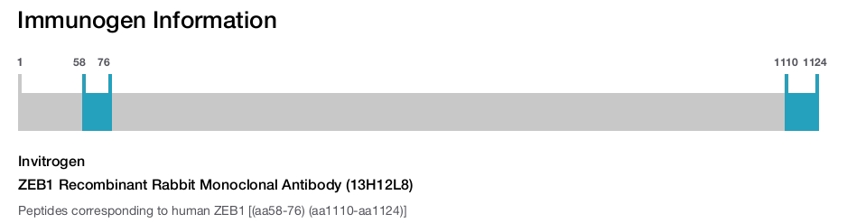 ZEB1 Recombinant Rabbit Monoclonal Antibody (13H12L8)