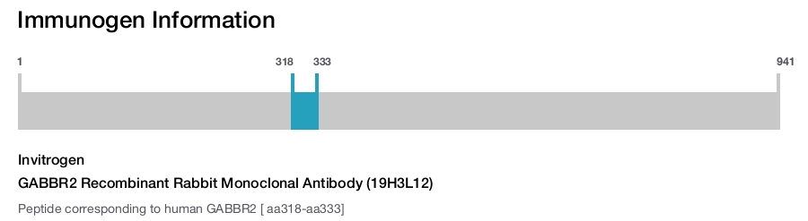 GABBR2 Recombinant Rabbit Monoclonal Antibody (19H3L12)