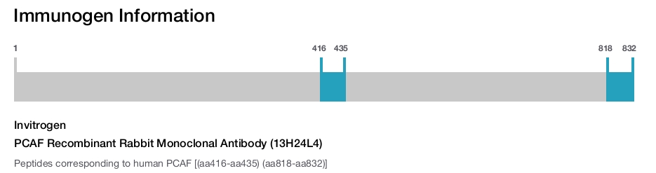 PCAF Recombinant Rabbit Monoclonal Antibody (13H24L4)