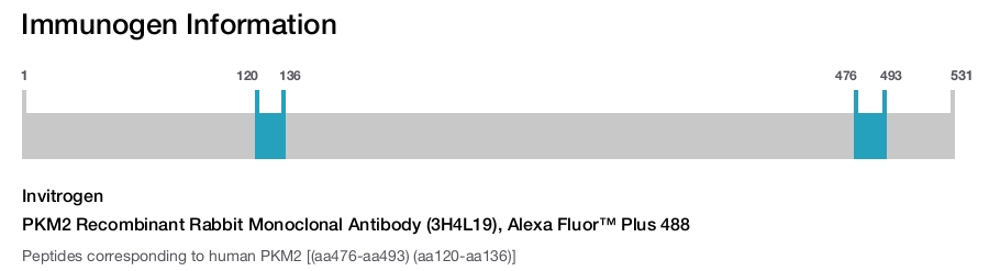 PKM2 Recombinant Rabbit Monoclonal Antibody (3H4L19), Alexa Fluor™ Plus 488