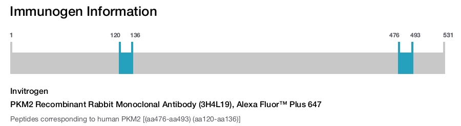 PKM2 Recombinant Rabbit Monoclonal Antibody (3H4L19), Alexa Fluor™ Plus 647