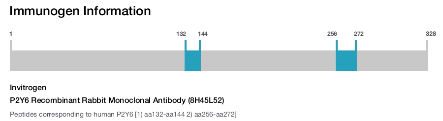 P2Y6 Recombinant Rabbit Monoclonal Antibody (8H45L52)