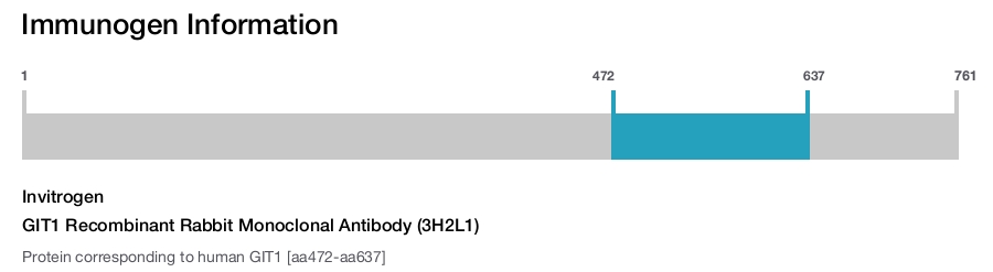 GIT1 Recombinant Rabbit Monoclonal Antibody (3H2L1)