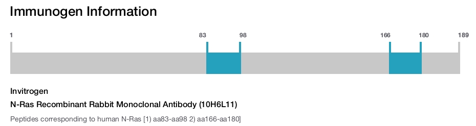 N-Ras Recombinant Rabbit Monoclonal Antibody (10H6L11)