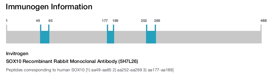 SOX10 Recombinant Rabbit Monoclonal Antibody (5H7L26)