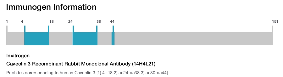 Caveolin 3 Recombinant Rabbit Monoclonal Antibody (14H4L21)