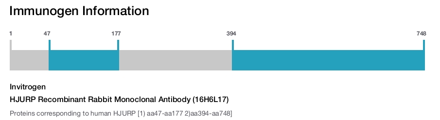 HJURP Recombinant Rabbit Monoclonal Antibody (16H6L17)