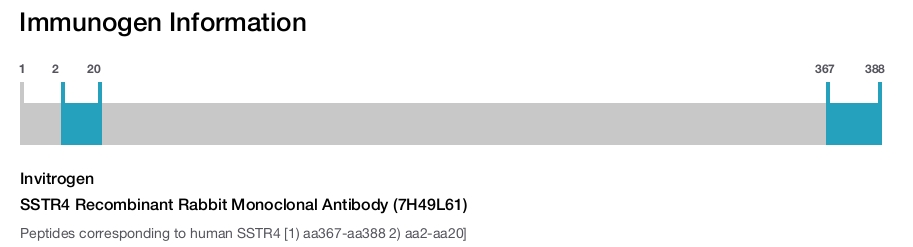 SSTR4 Recombinant Rabbit Monoclonal Antibody (7H49L61)