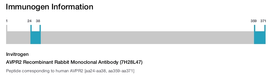 AVPR2 Recombinant Rabbit Monoclonal Antibody (7H28L47)