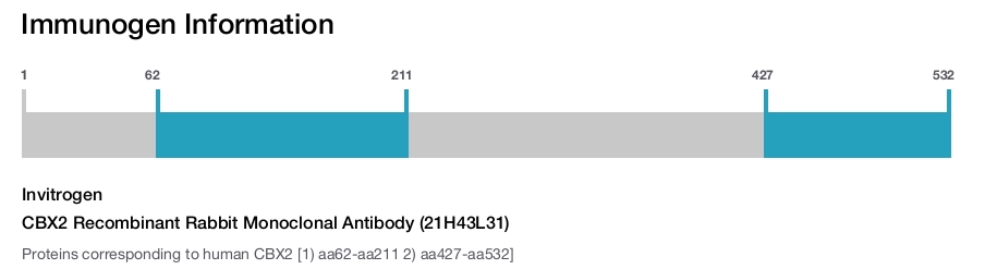CBX2 Recombinant Rabbit Monoclonal Antibody (21H43L31)