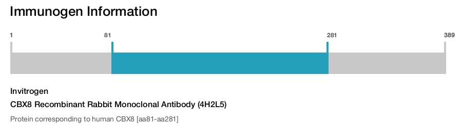 CBX8 Recombinant Rabbit Monoclonal Antibody (4H2L5)