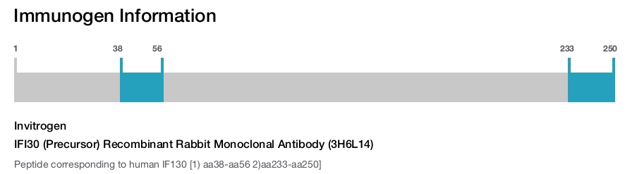 IFI30 (Precursor) Recombinant Rabbit Monoclonal Antibody (3H6L14)
