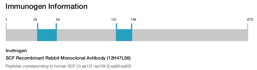 SCF Recombinant Rabbit Monoclonal Antibody (12H47L56)