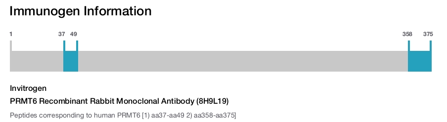 PRMT6 Recombinant Rabbit Monoclonal Antibody (8H9L19)