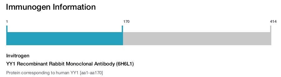 YY1 Recombinant Rabbit Monoclonal Antibody (6H6L1)