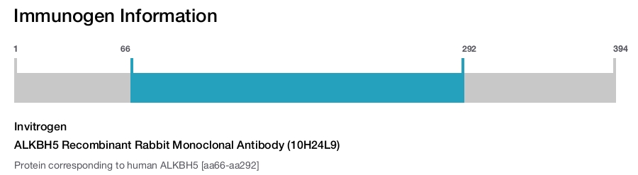 ALKBH5 Recombinant Rabbit Monoclonal Antibody (10H24L9)