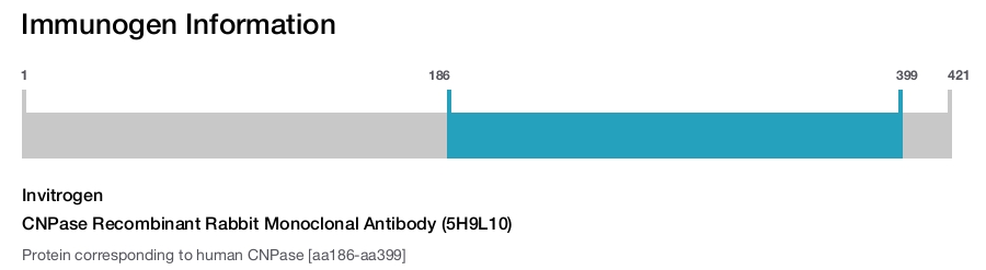 CNPase Recombinant Rabbit Monoclonal Antibody (5H9L10)