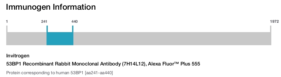 53BP1 Recombinant Rabbit Monoclonal Antibody (7H14L12), Alexa Fluor™ Plus 555