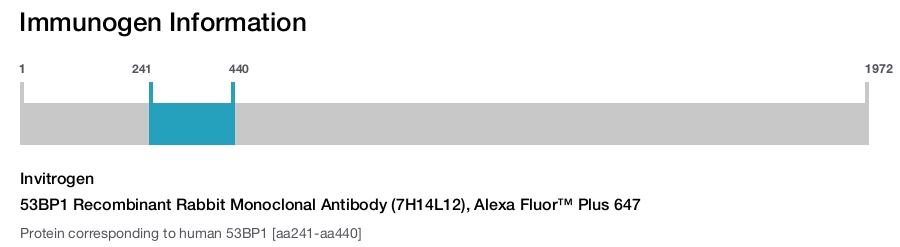53BP1 Recombinant Rabbit Monoclonal Antibody (7H14L12), Alexa Fluor™ Plus 647