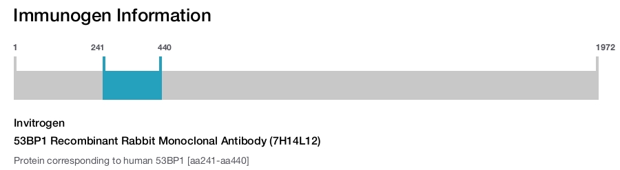 53BP1 Recombinant Rabbit Monoclonal Antibody (7H14L12)