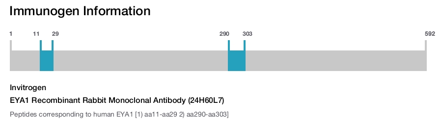 EYA1 Recombinant Rabbit Monoclonal Antibody (24H60L7)