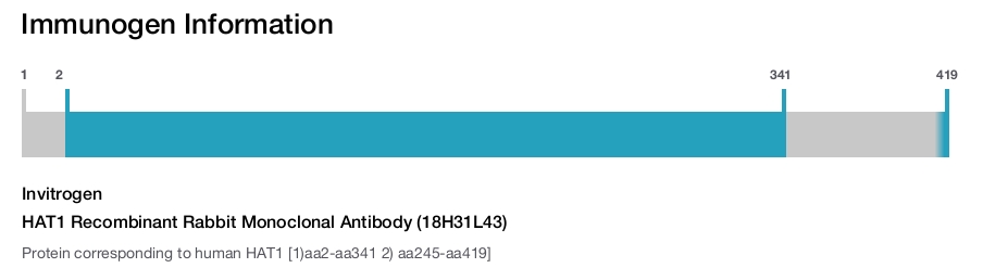 HAT1 Recombinant Rabbit Monoclonal Antibody (18H31L43)