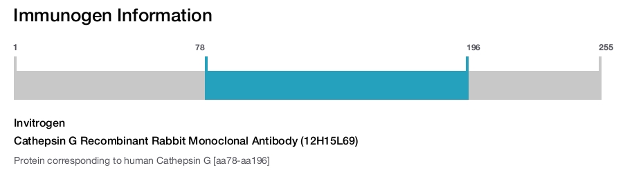 Cathepsin G Recombinant Rabbit Monoclonal Antibody (12H15L69)